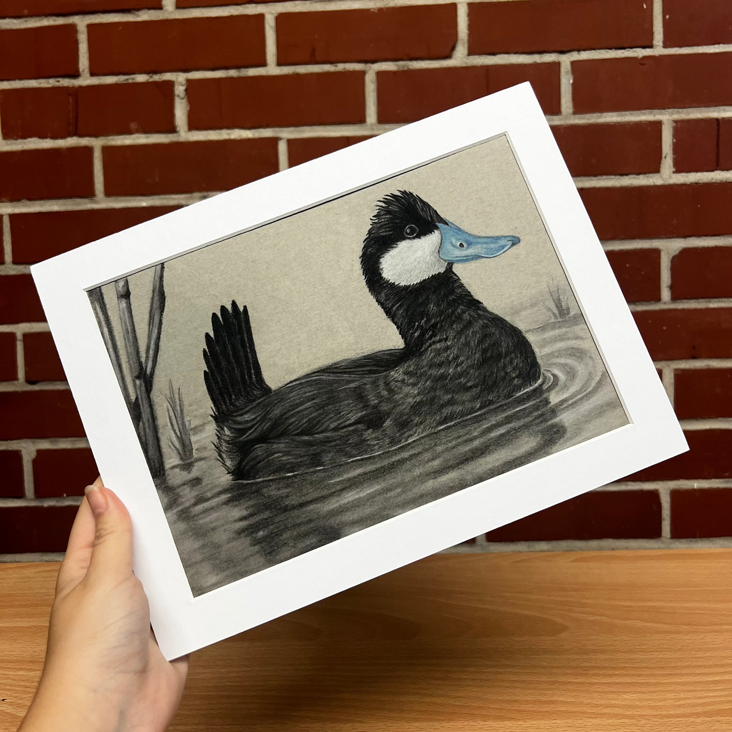 “Ruddy Duck”  Print