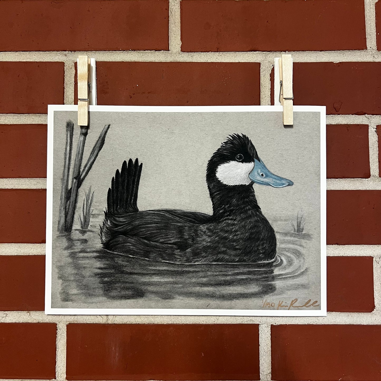 “Ruddy Duck”  Print