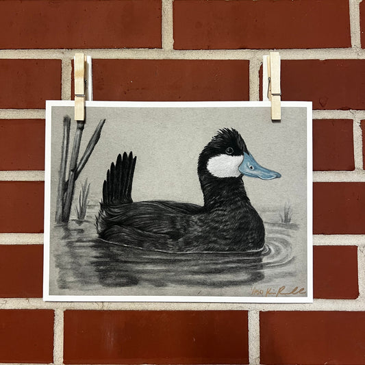“Ruddy Duck”  Print