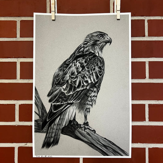 "Omen" Red Tail Hawk Print