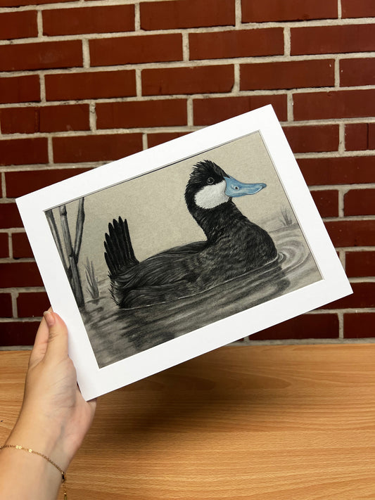 Ruddy Duck